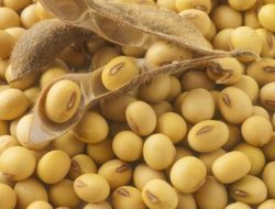 Cara Mengolah Kacang Kadelei Menjadi Makanan Lezat